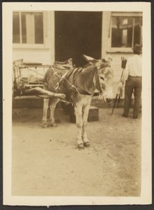 [Burro e carroça]. de Louis Fleckenstein