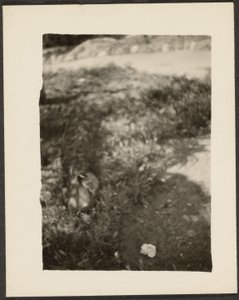 [Pato em paisagem]. de Louis Fleckenstein