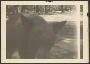 [Urso amigável no local do acampamento]. de Louis Fleckenstein
