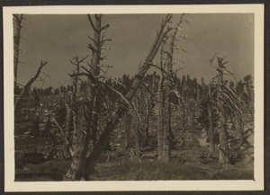 [Paisagem] de Louis Fleckenstein