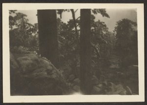 [Paisagem] de Louis Fleckenstein