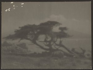 [Paisagem com cipreste]. de Louis Fleckenstein