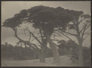 [Paisagem com ciprestes]. de Louis Fleckenstein