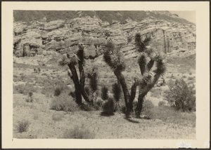 [Paisagem com árvores de Josué]. de Louis Fleckenstein