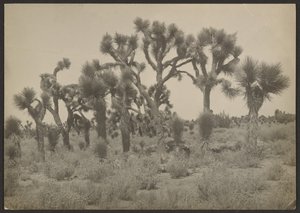 [Paisagem com árvores de Josué]. de Louis Fleckenstein