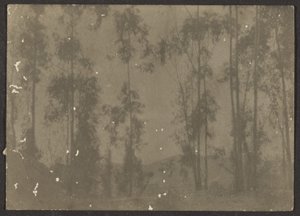 [Paisagem com árvores altas]. de Louis Fleckenstein