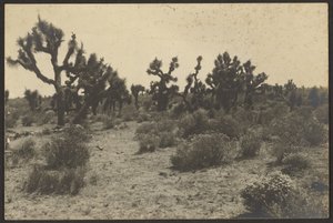 Deserto de Mojave de Louis Fleckenstein