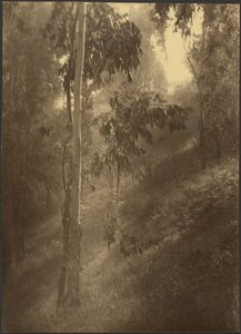  de Louis Fleckenstein