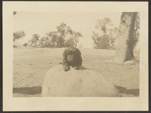 [Cachorro na rocha]. de Louis Fleckenstein