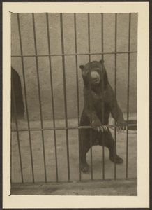 [Urso-preguiça na gaiola]. de Louis Fleckenstein