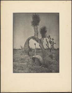 O Contorcionista de Louis Fleckenstein