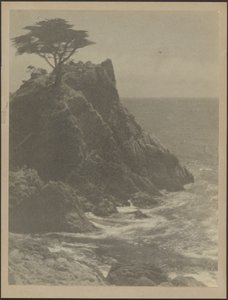 [Árvore na costa rochosa]. de Louis Fleckenstein