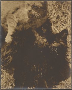 [Dois gatos]. de Louis Fleckenstein