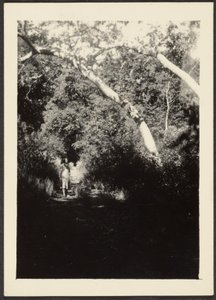 [Mulher no caminho no bosque]. de Louis Fleckenstein