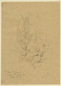 Estudo da forma das plantas de Louis H. Sullivan