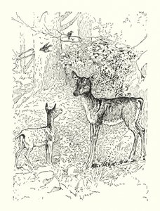 O cervo e a sua mãe (litografia) de Louis John Rhead
