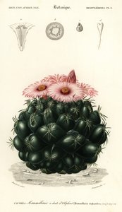 Cacto colmeia, Coryphantha elefanteidens., 1849 (gravura) de Louis Joseph Edouard Maubert