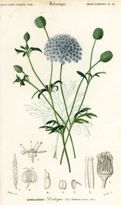 Flor de renda azul, Trachymene coerulea. ,1849 (gravura)