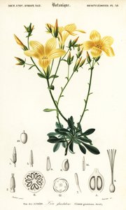 Linho, Linum campanulatum., 1849 (gravura) de Louis Joseph Edouard Maubert