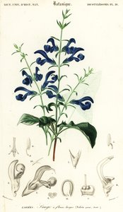 Sálvia de genciana ou sálvia espalhada, Salvia patens., 1849 (gravura)