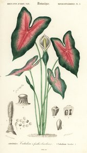 Coração de Jesus, Caladium bicolor. ,1849 (gravura)
