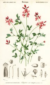 Planta índigo, Indigofera procumbens. ,1849 (gravura)