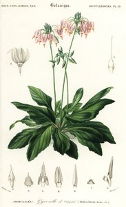 Estrela cadente ou estrela cadente oriental, Dodecatheon meadia. ,1849 (gravura) de Louis Joseph Edouard Maubert