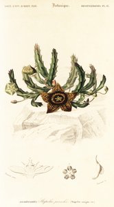 Flor estrela, Orbea variegata.,1849 (gravura) de Louis Joseph Edouard Maubert