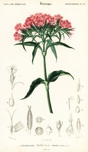 Sweet William, Dianthus barbatus., 1849 (gravura) de Louis Joseph Edouard Maubert