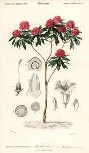 Rododendro de árvores, Rhododendron arboreum. ,1849 (gravura)