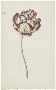 Tulipa de Louis Moritz