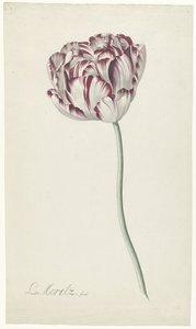 Tulip