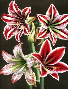 AMARYLLIS HIPPEASTRA (gravura) de Louis Van Houtte