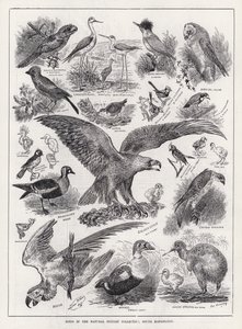 Aves na Coleção História Natural, South Kensington (gravura) de Louis Wain