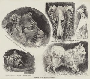 Exposição de cães no salão agrícola de Louis Wain