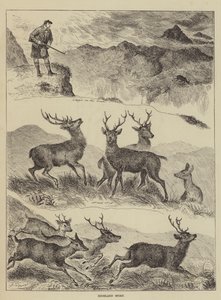 Highland Sport de Louis Wain