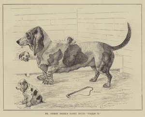 Basset Hound Pallas II do Sr. George Krehl de Louis Wain