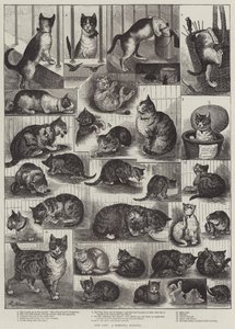 Nossos gatos, uma história doméstica de Louis Wain