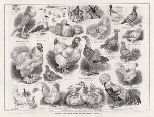 Espectáculo de Aves e Pombos no Palácio de Cristal (gravação) de Louis Wain