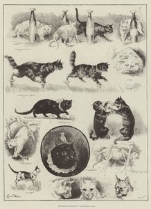 Professor Fredericks &39;Performing Cats