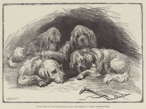 Cães Reais no Salão Agrícola, os Basset-Hounds do Príncipe de Gales de Louis Wain