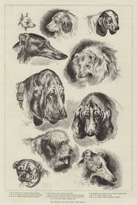 A mostra de cão do clube do canil