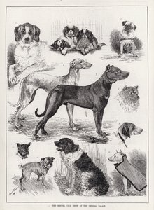 O Show do Kennel Club no Crystal Palace (gravura) de Louis Wain