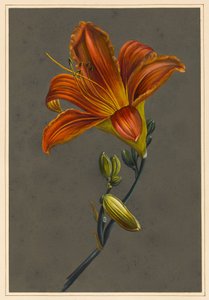 Hemorocallus (lírio de dia), 1830 (bodycolour no papel com uma terra preparada) de Louise DOrleans