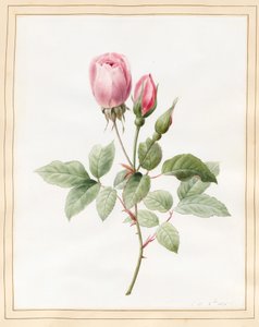 Pink Rose e Buds, 1826 (wc com algum bodycolour em pergaminho)