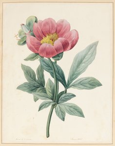 Pocono masculino, Herbacious de 1826