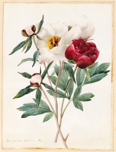 Paeonies Herbaceous vermelho e branco, 1829 (wc com algum bodycolour no velino)