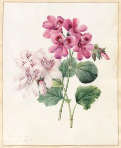 Dois híbridos "peliagoniums", 1828 (wc com alguns bodycolour em pergaminho)