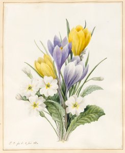 Prímulas Brancas e Primeiros Açafrões Híbridos, 1830 (wc com alguma coloração corporal em pergaminho) de Louise DOrleans