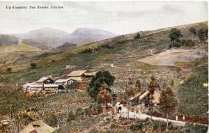 Chá Country, Ceilão, c.1900-20 (fotografia colorida à mão)